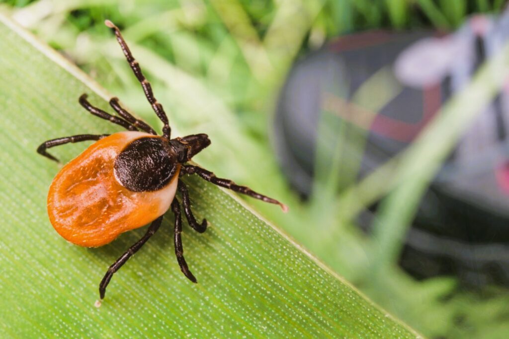 Ticks outdoor grasping on grass