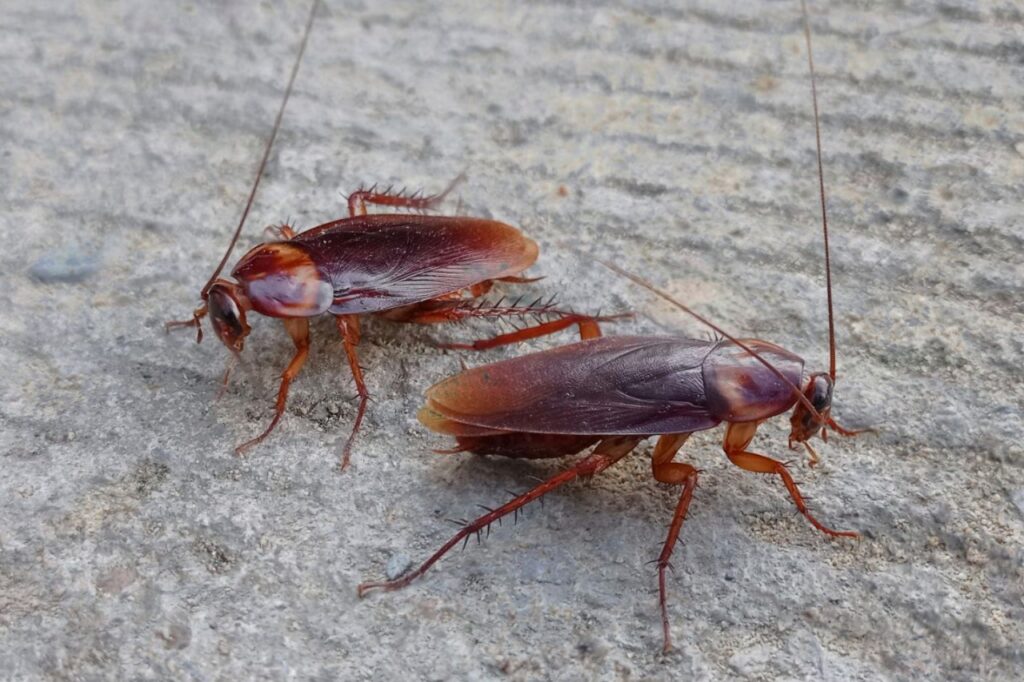 cockroaches crawling outside
