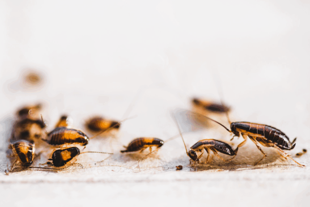 cockroaches doing activity