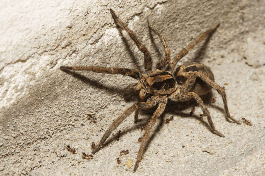 Wolf spider on the floor