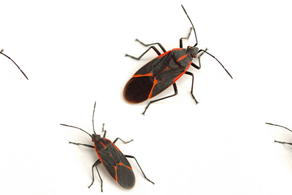 2 boxelder bugs with white back ground
