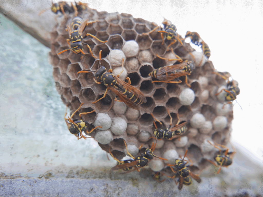 A close-up photo of a paper wasp nest with multiple wasps tending to it.