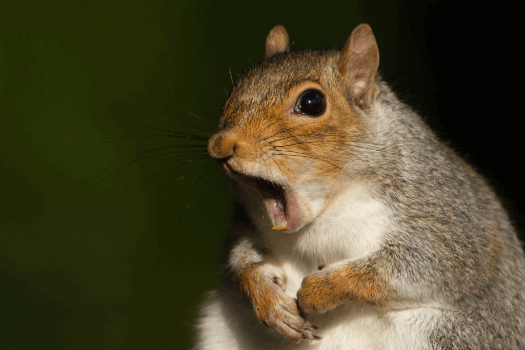 focused squirrel with mouth wide open