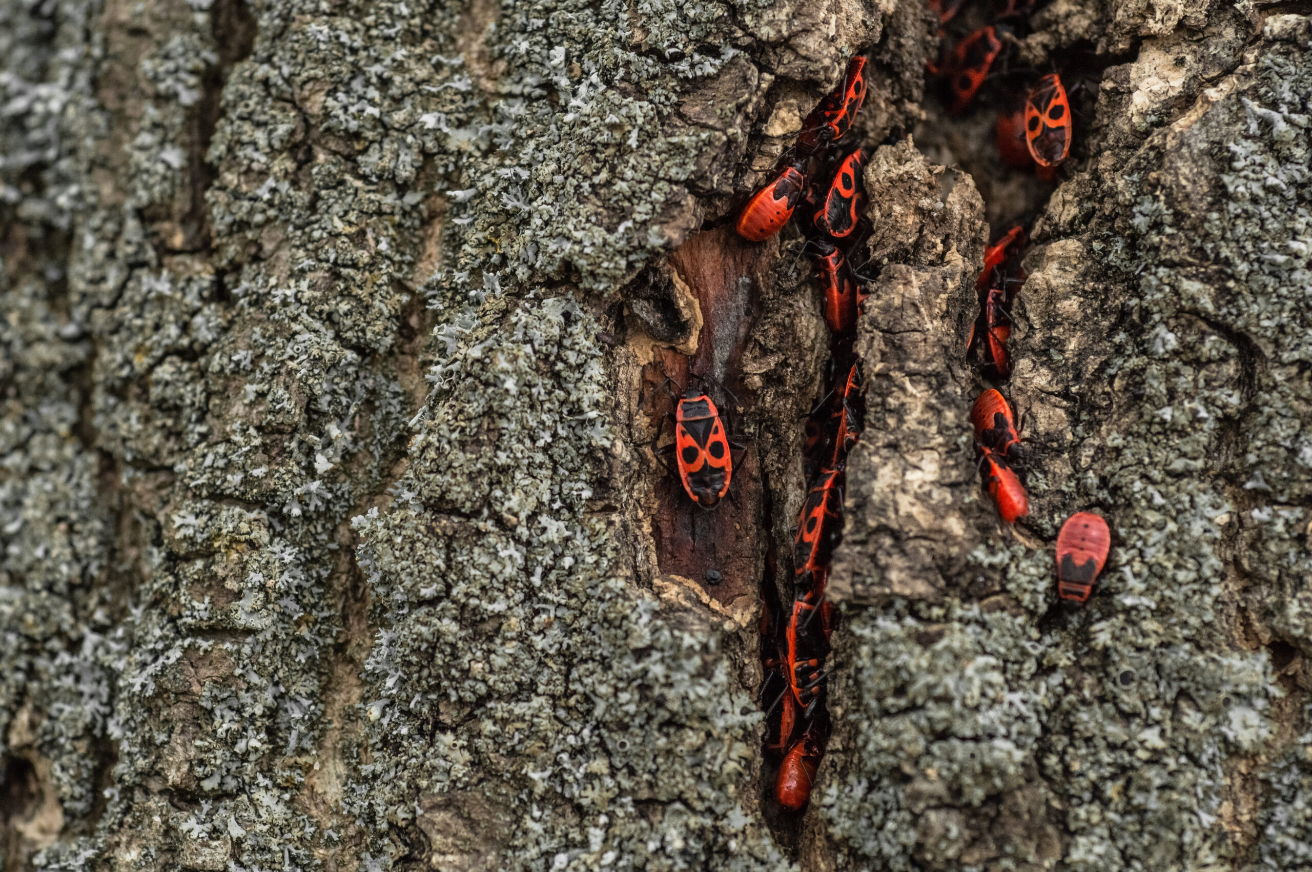 How to Exterminate Boxelder Bugs in Wisconsin Homes