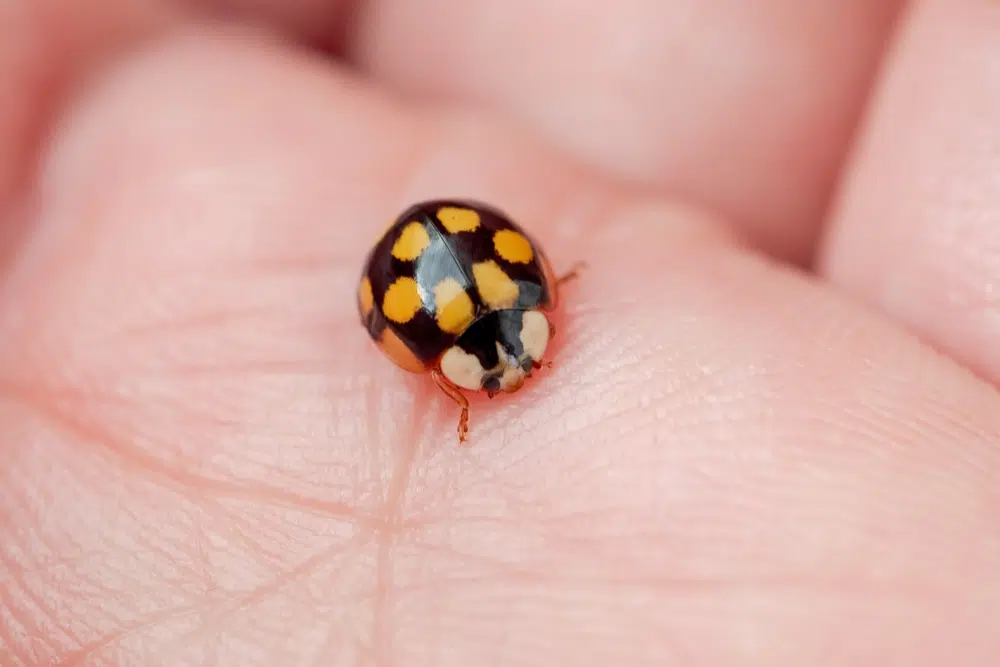 Asian lady beetle on a person’s hand, a common indoor nuisance insect in Wisconsin homes.