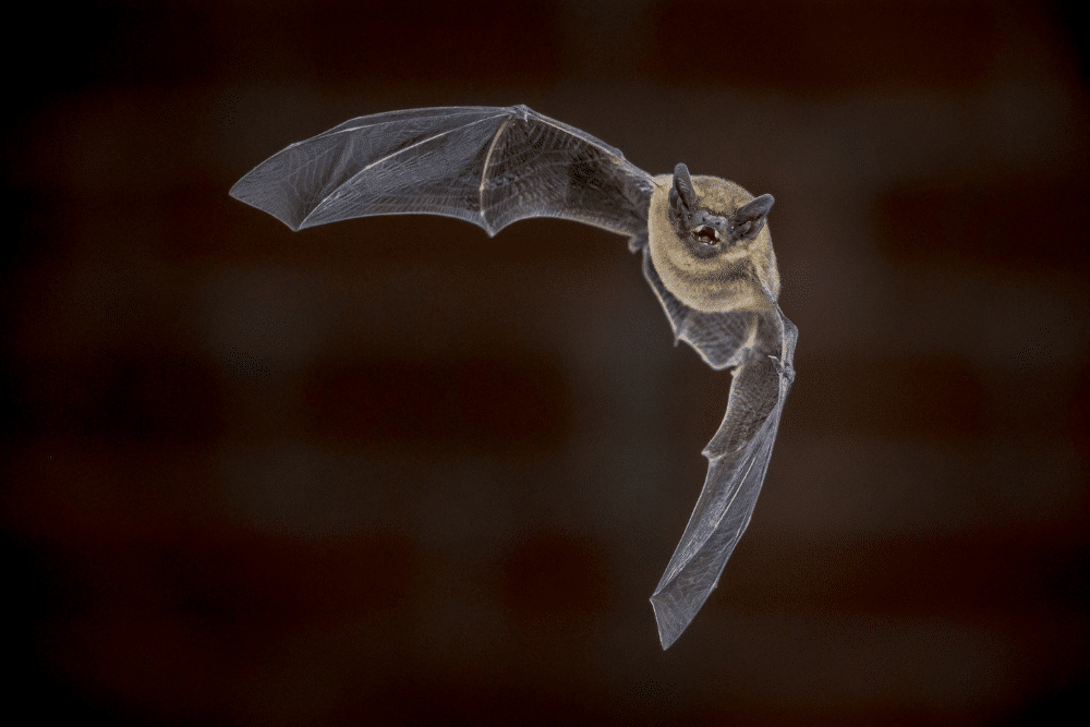 Bat flying near a home, a common wildlife animal that can roost in attics in Wisconsin.