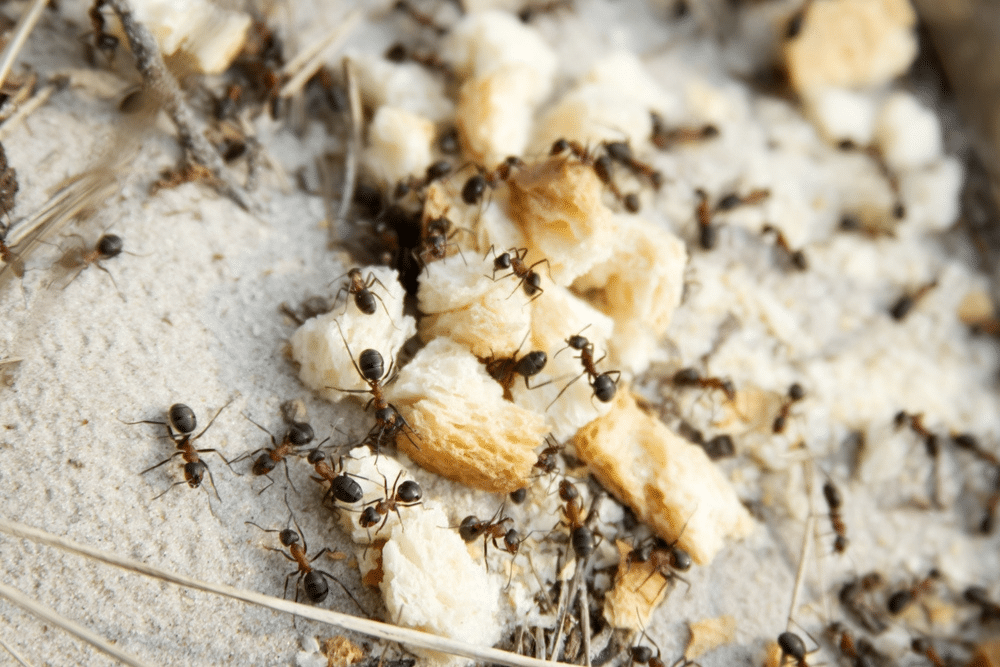 Ants swarming food crumbs on the ground, a common outdoor pest issue in Wisconsin yards.