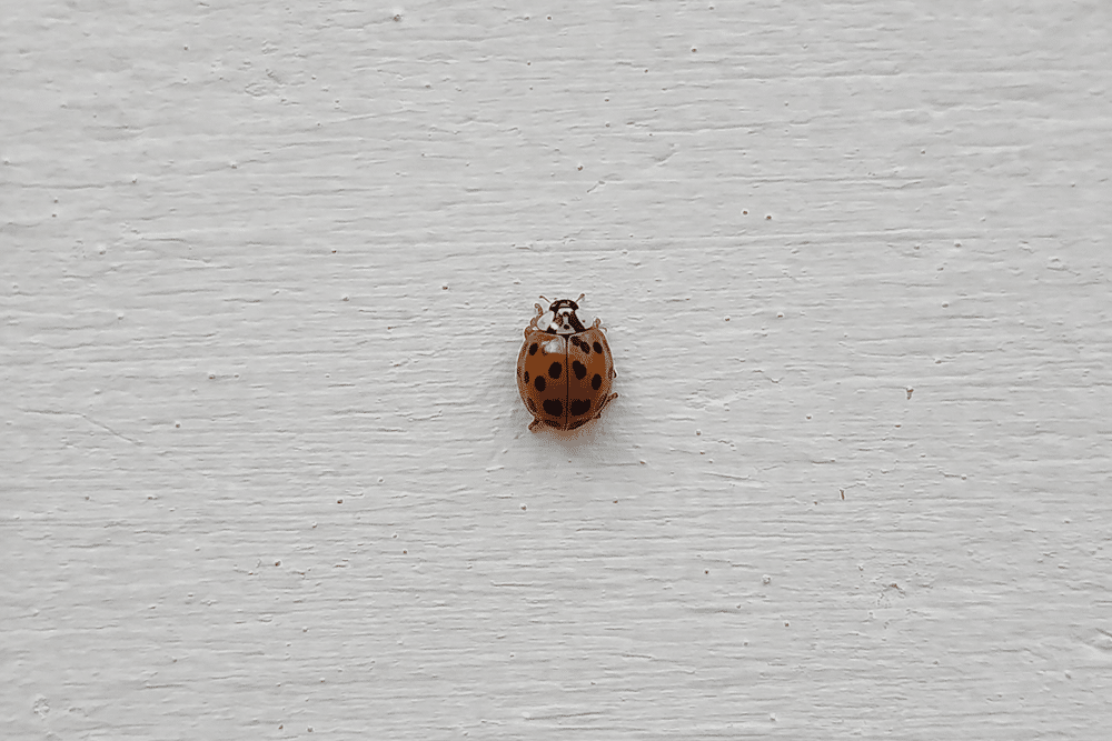 Asian lady beetle on exterior wall, a common nuisance insect that enters Wisconsin homes.