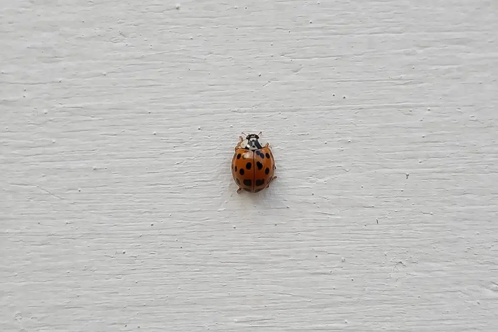 Asian lady beetle on exterior wall, a common nuisance insect that enters Wisconsin homes.
