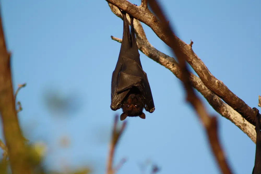 Bat hanging upside down from a tree branch, a common roosting animal in Wisconsin.