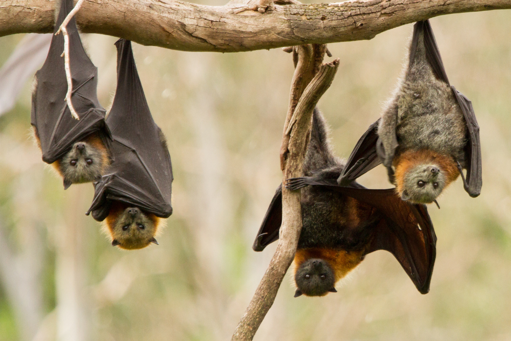Group of bats hanging upside down in a colony, a common attic-roosting wildlife issue in Wisconsin homes.