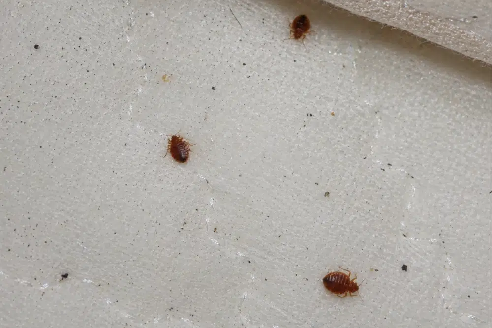 Bed bugs on a mattress surface, early signs of a bed bug infestation in a Wisconsin home.