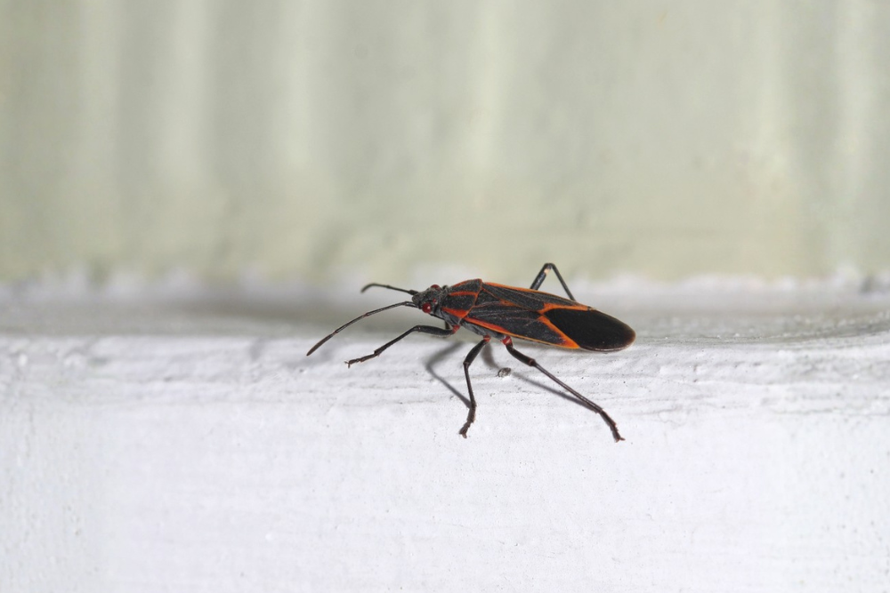 Boxelder bug on house siding, a common fall nuisance pest that gathers on Wisconsin homes.