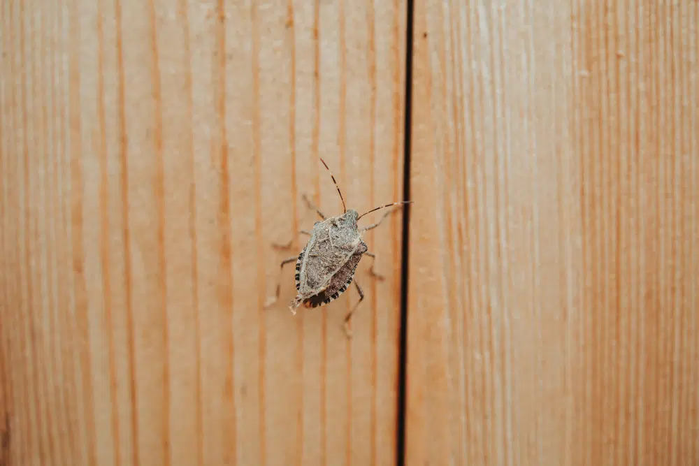 Brown marmorated stink bug on wooden siding, a common fall nuisance insect in Wisconsin homes.