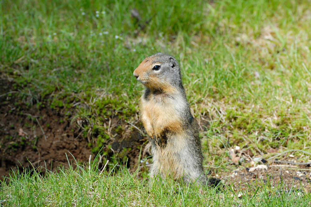 Gopher standing upright near a burrow in a Wisconsin lawn, a rodent that can damage yards and landscaping.