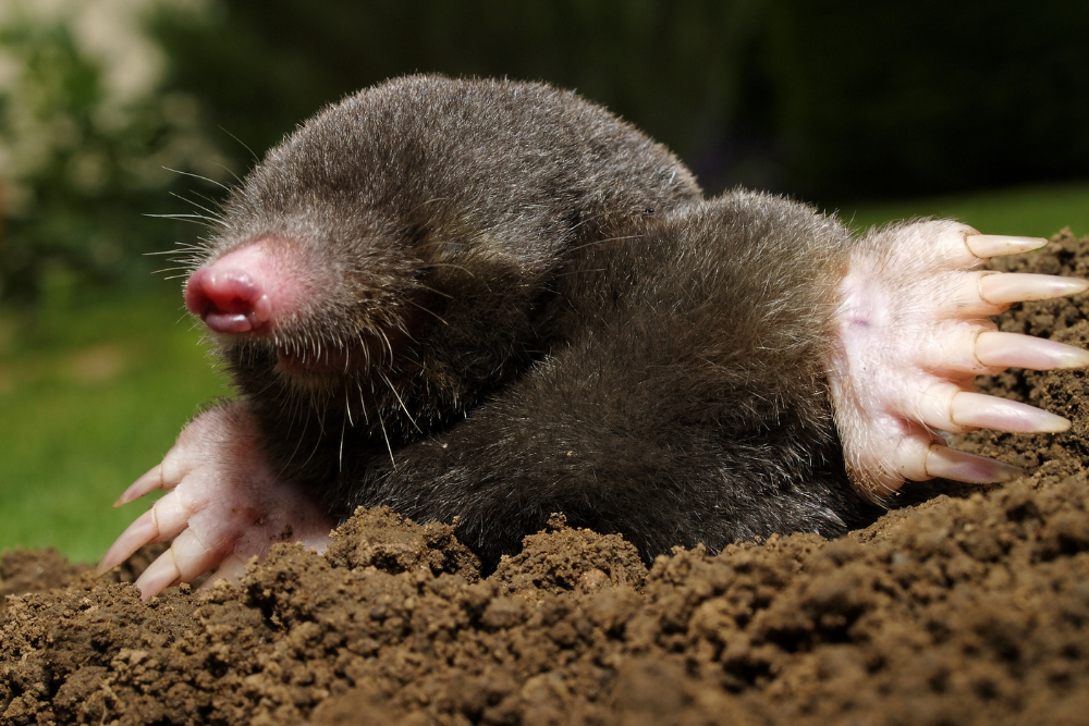 Mole emerging from soil with large digging claws, a common lawn-damaging pest in Wisconsin.