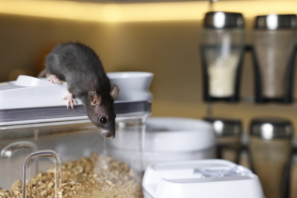 Mouse climbing on a food container in a kitchen, a common rodent pest in Wisconsin homes.