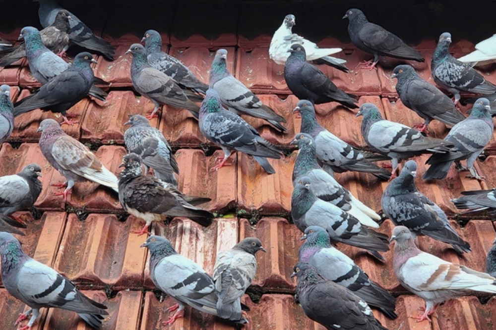 Flock of pigeons gathered on a rooftop, a common nuisance bird problem in Wisconsin cities and buildings.