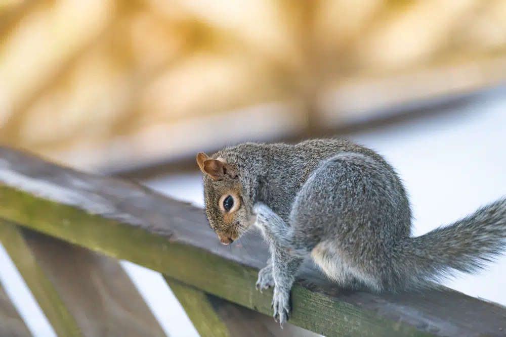 Gray squirrel on a deck railing, a common nuisance animal that can enter attics in Wisconsin homes.