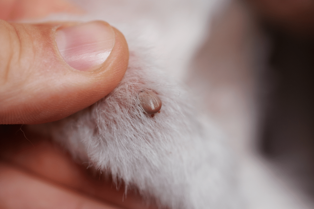 Tick attached to a pet’s skin, a common parasite in Wisconsin that can transmit Lyme disease.