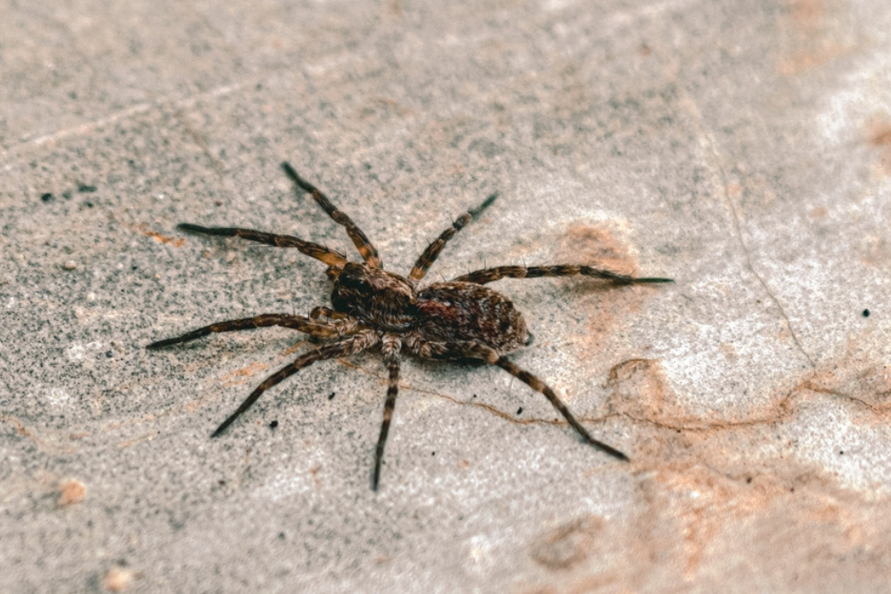 Wolf spider on a concrete surface, a common outdoor spider found around Wisconsin homes.