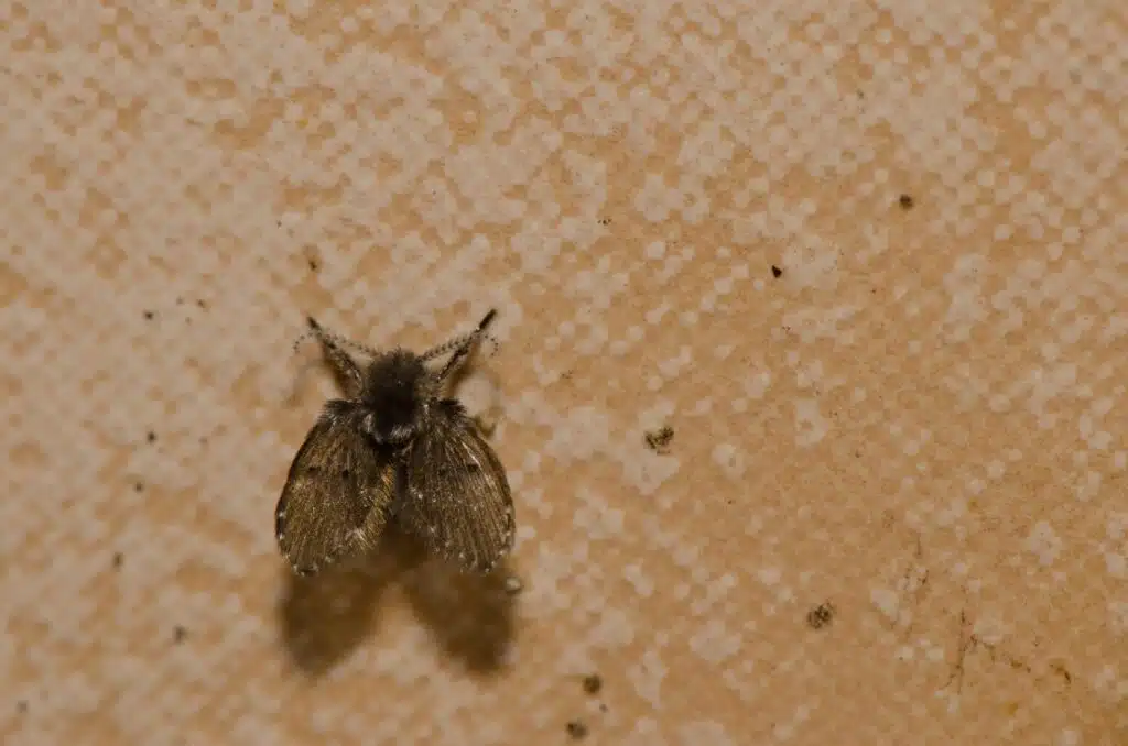 drain flies, drain flies control, how to control drain flies, 1st choice pest solutions, best pest control in Wisconsin, best pest control in Eau Claire, best pest control in Chippewa falls