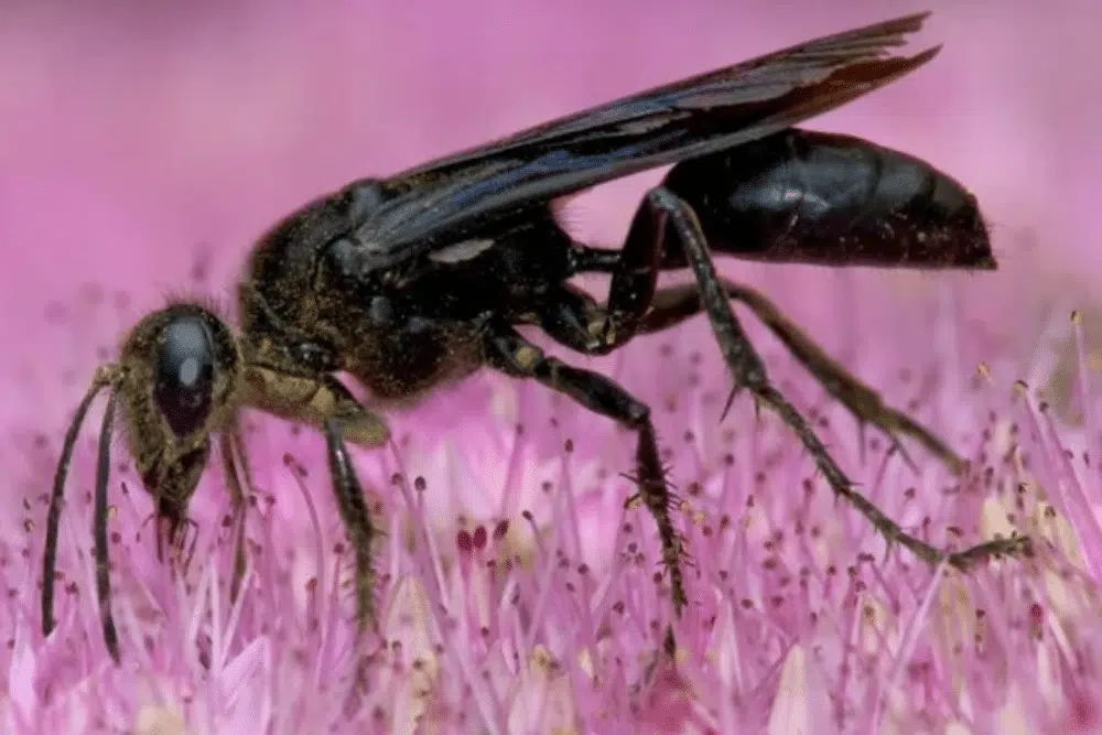 great black wasp in wisconsin