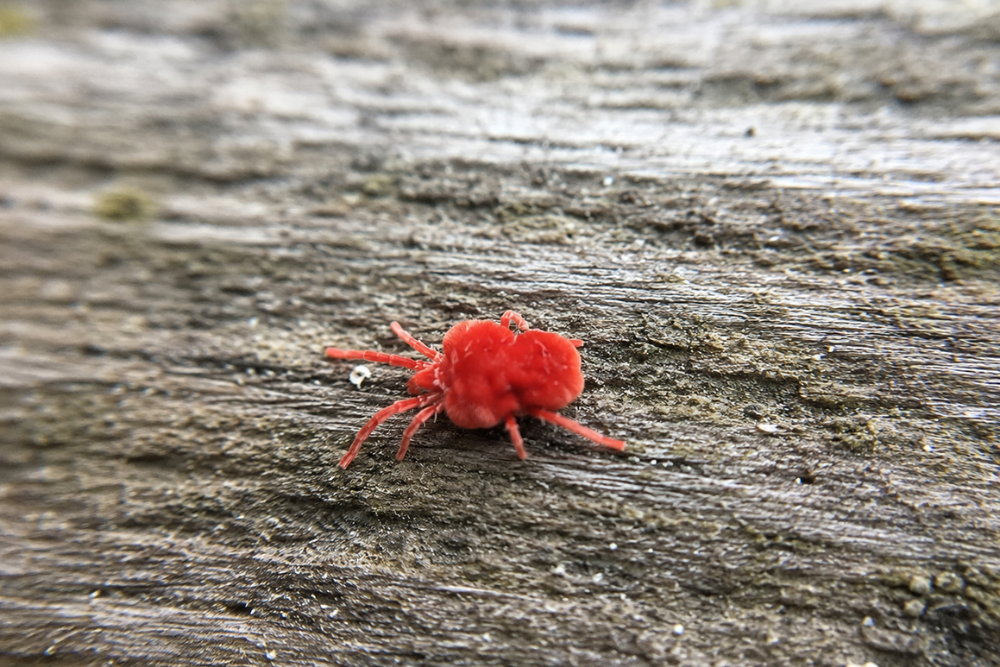 Bright red clover mite crawling across a weathered wooden surface in Wisconsin.