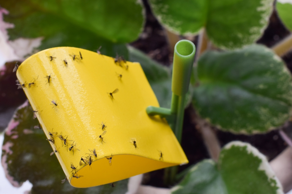Yellow sticky trap catching fungus gnats near indoor houseplants in a Wisconsin home.