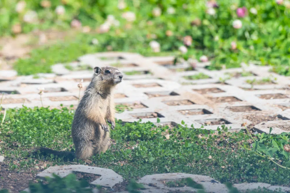 Gopher standing upright in a grassy backyard area in Wisconsin near landscaping pavers.