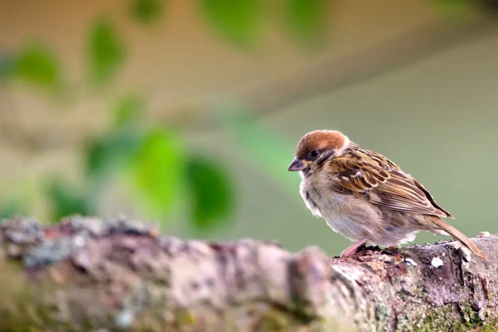 Small house sparrow perched on a tree branch in Wisconsin with a soft green background.