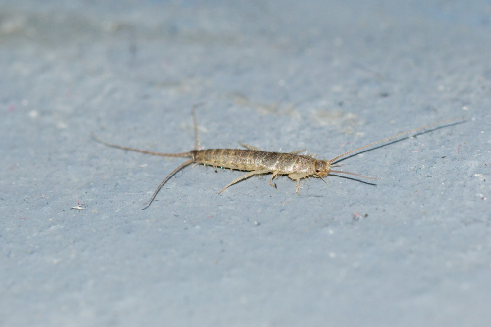 Close-up of a silverfish insect on a basement floor, a common household pest in Wisconsin homes.