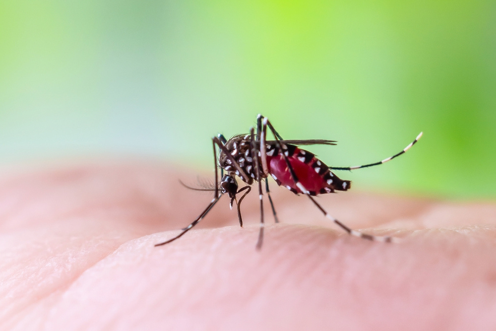 Asian tiger mosquito feeding on human skin outdoors in Wisconsin.