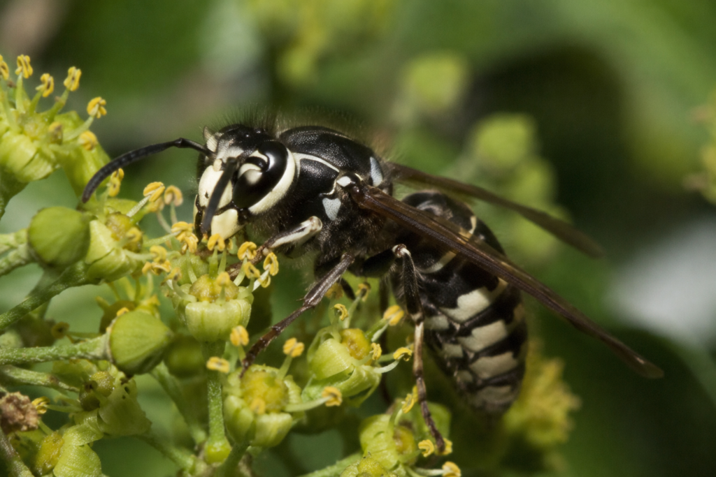 Bald-faced hornet feeding on flowering plant outdoors in Wisconsin.