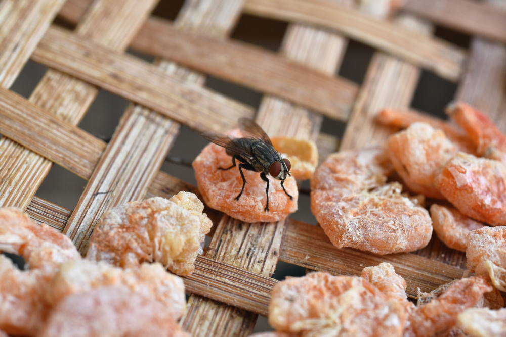 Cluster fly feeding on dried fruit pieces on a woven tray in Wisconsin.
