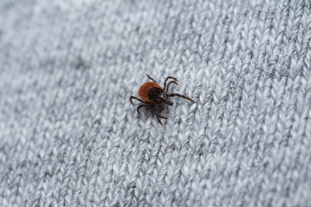 Deer tick crawling across fabric clothing material in Wisconsin.